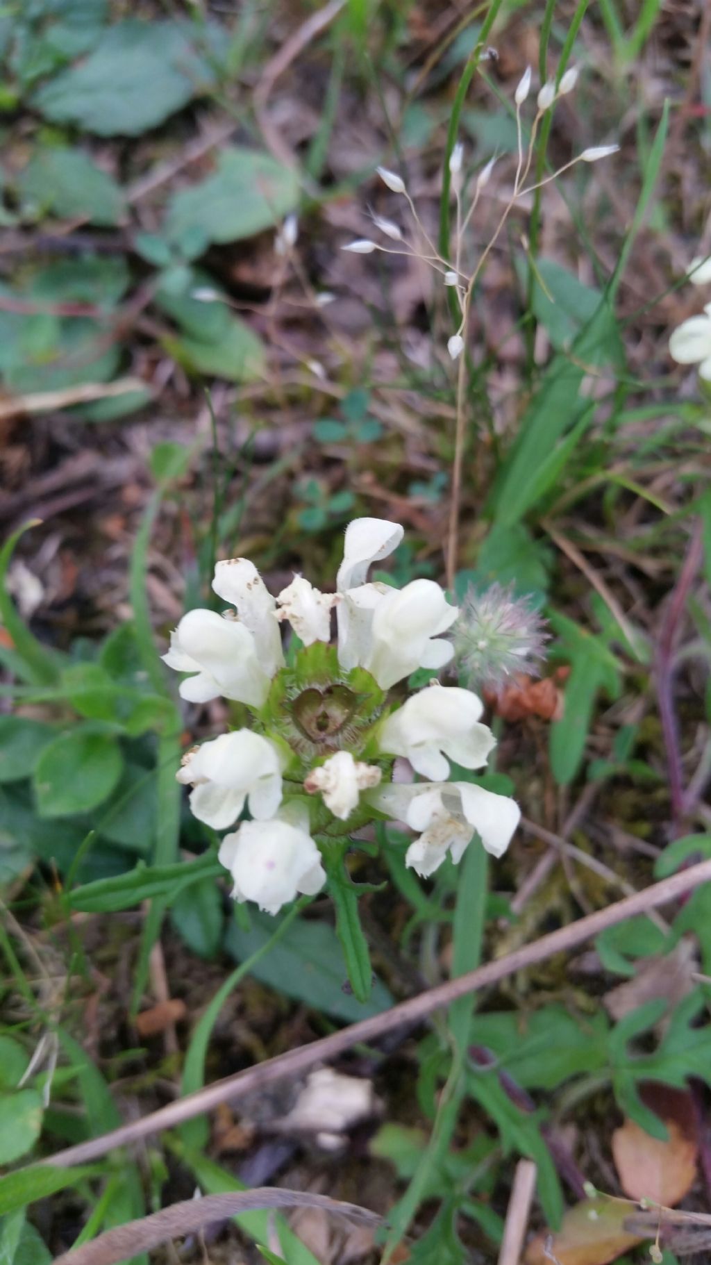 Prunella laciniata (Lamiaceae)